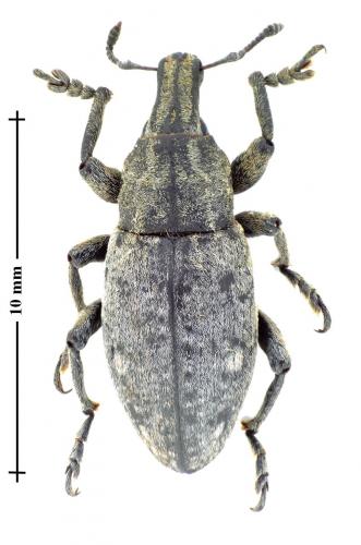 Réf. 128 502 : Leucophyes occidentalis