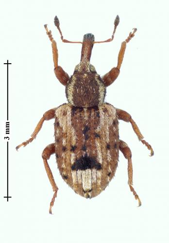 Limobius mixtus