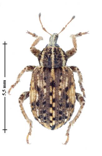 Réf. 128 536 : Brachypera dauci