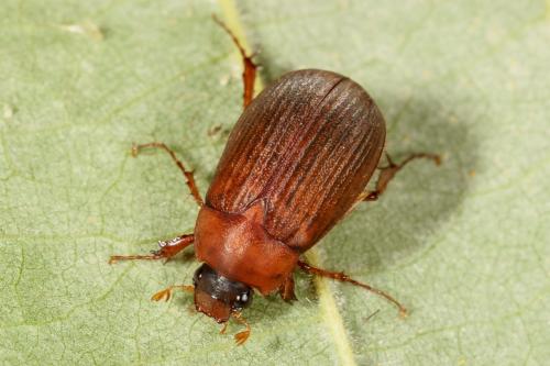 Serica brunnea