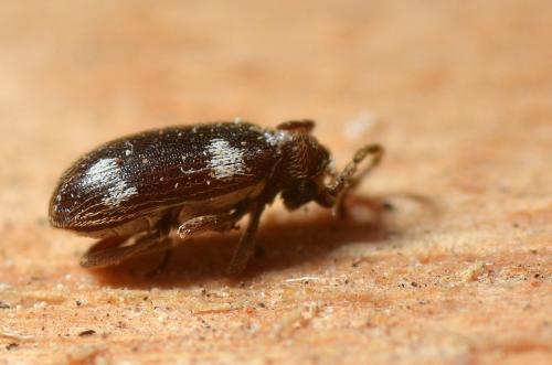 Réf. 128 198 : Ptinus sexpunctatus