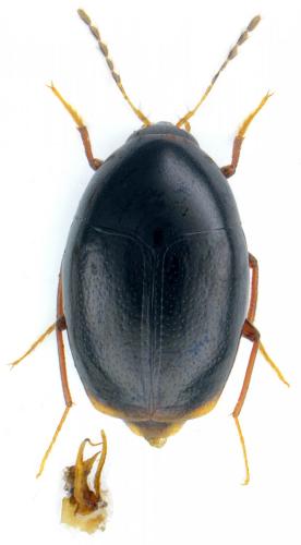 Réf. 128 876 : Scaphisoma assimile