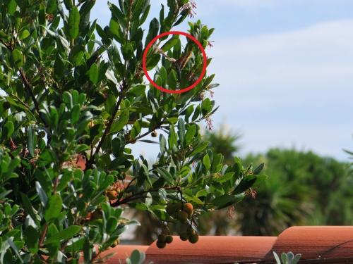 Charaxes jasius