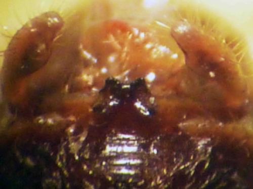 Réf. 128 518 : Coranus woodroffei