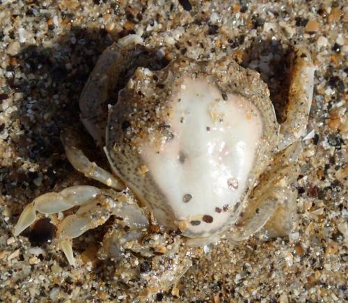 Portumnus latipes