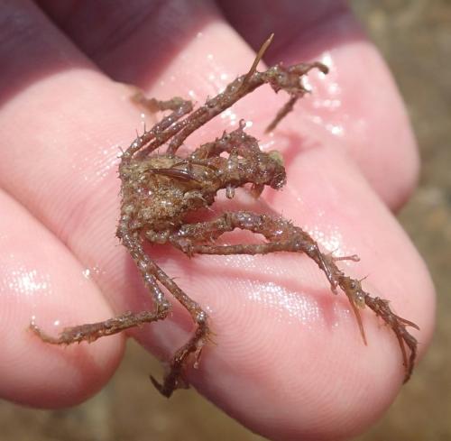 Macropodia deflexa