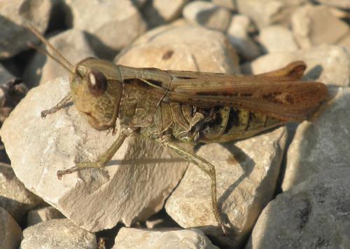 Réf. 128 205 : Chorthippus vagans vagans