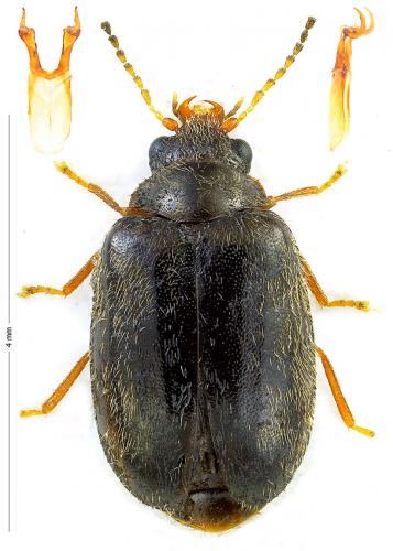 Contacyphon coarctatus
