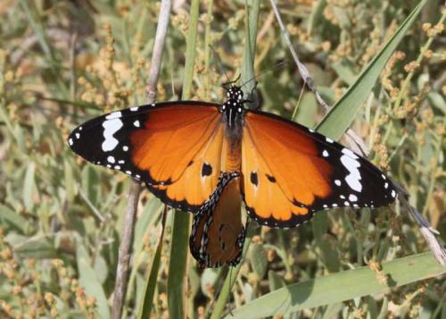 Réf. 128 679 : Danaus chrysippus
