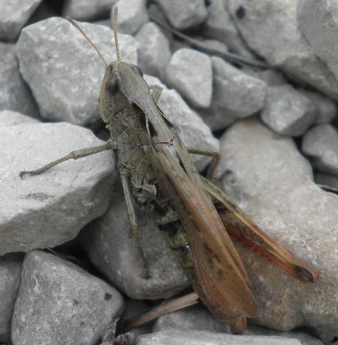 Réf. 128 222 : Chorthippus vagans vagans