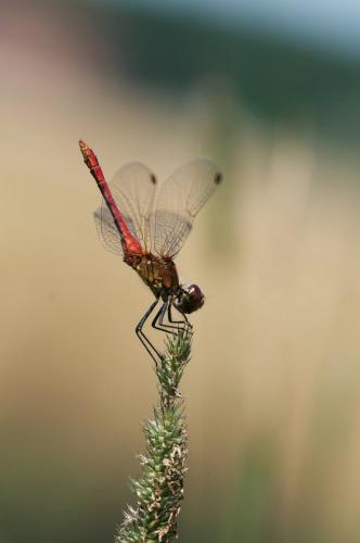 Réf. 128 149 : Sympetrum striolatum