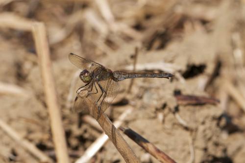 Sympetrum striolatum