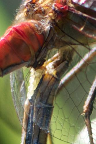 Sympetrum striolatum