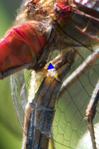 Sympetrum striolatum