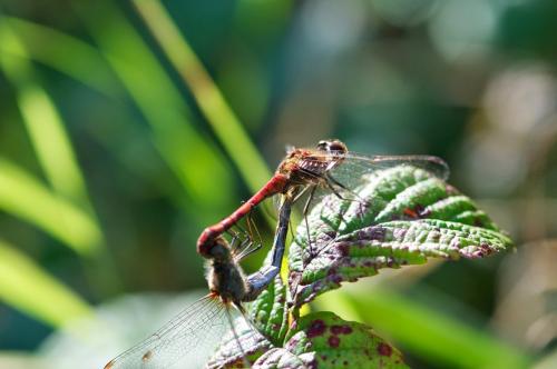 Sympetrum striolatum
