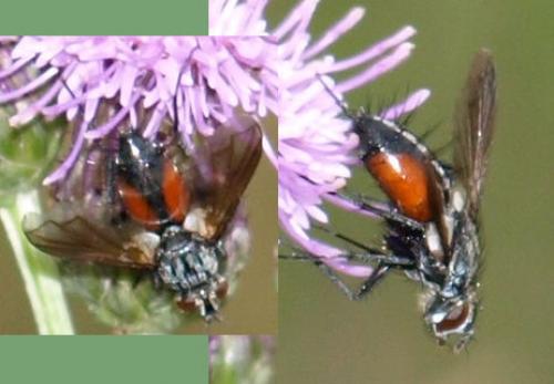 Eriothrix rufomaculata