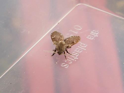 Clogmia albipunctata