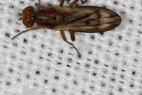 Opomyza sp.