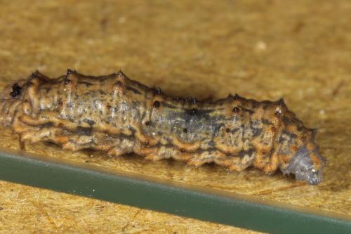 Réf. 128 996 : Syrphus sp.
