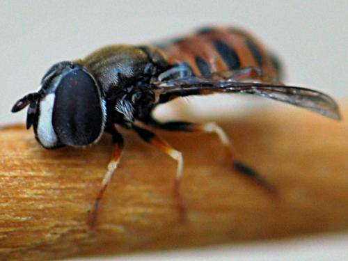 Réf. 128 043 : Paragus sp.