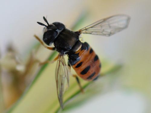 Réf. 128 042 : Paragus sp.