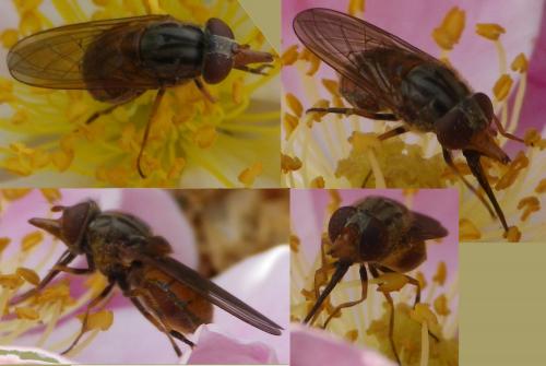 Réf. 128 090 : Rhingia campestris