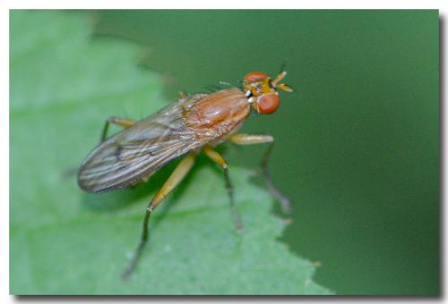 Tetanocera sp.