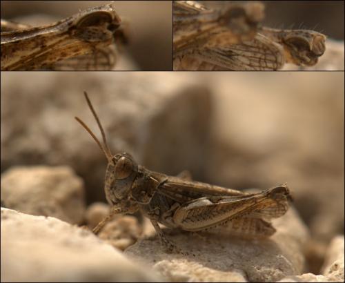 Réf. 128 994 : Dociostaurus jagoi occidentalis