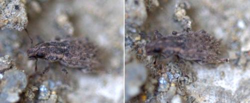 Réf. 128 046 : Sitona hispidulus
