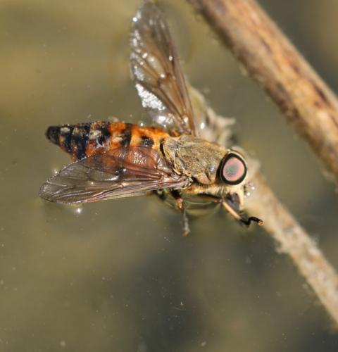 Tabanus eggeri