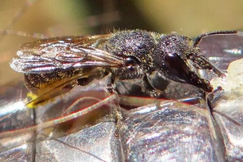 Heriades sp.