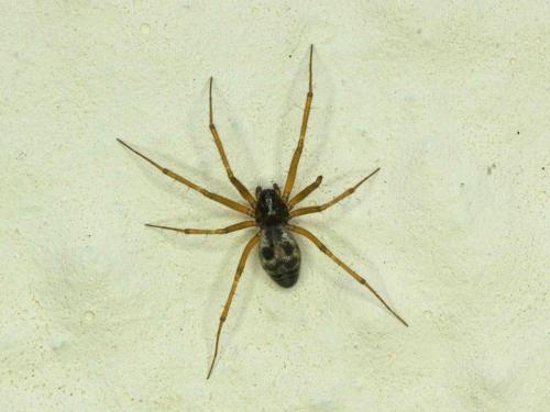 Tenuiphantes sp.