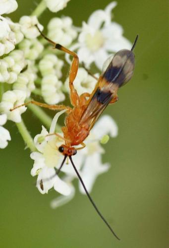 Réf. 128 052 : Cremnops desertor