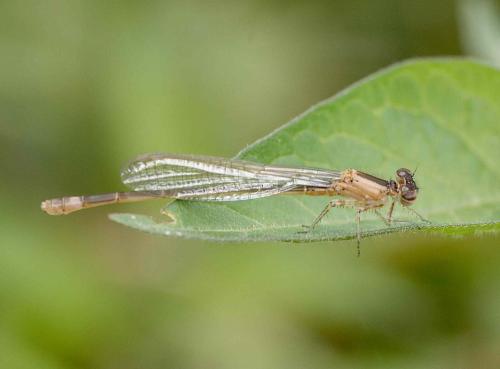 Ischnura elegans
