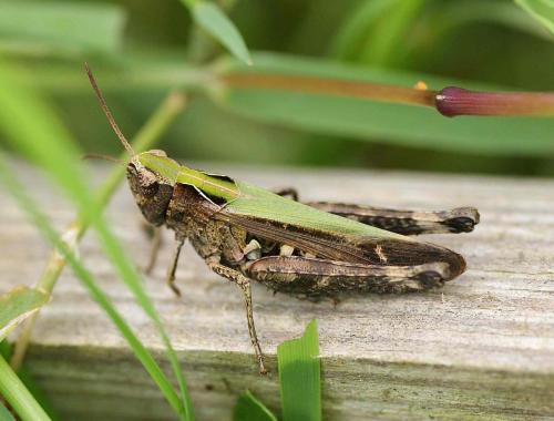 Réf. 128 717 : Omocestus rufipes