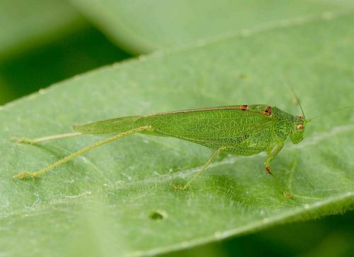 Réf. 128 053 : Phaneroptera nana