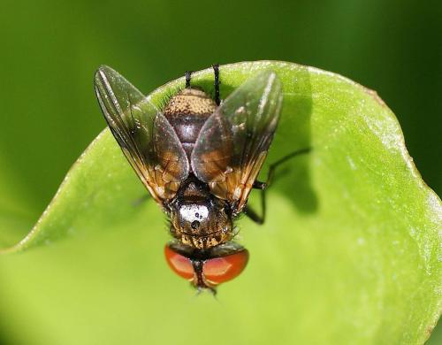 Réf. 128 705 : Ectophasia sp.