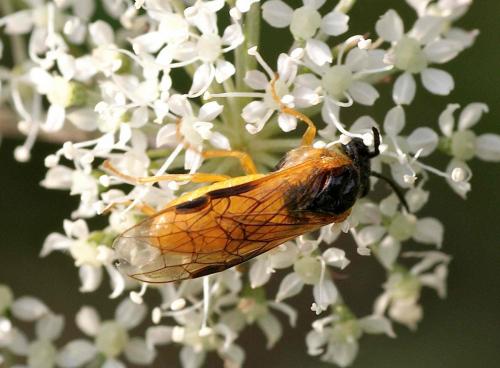 Selandria serva