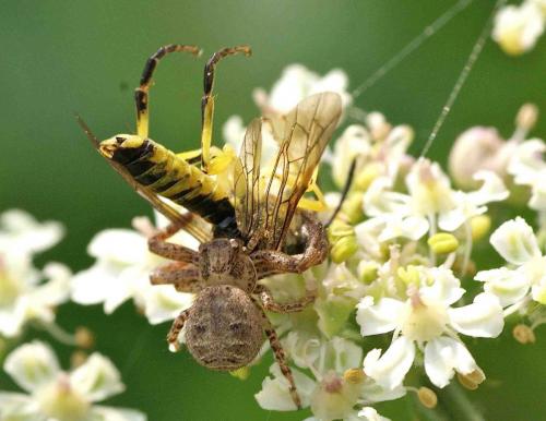 Xysticus sp.