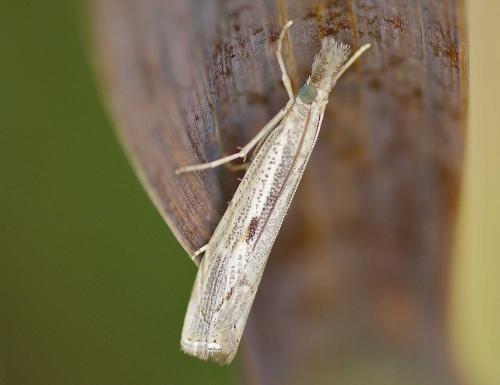 Réf. 128 193 : Agriphila geniculea