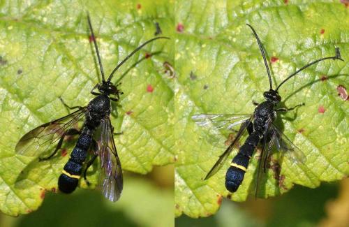 Metopius sp.