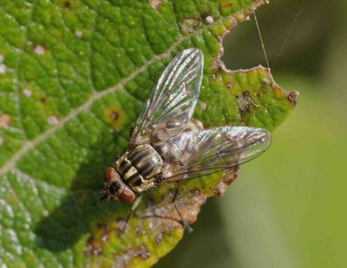 Réf. 128 923 : Stomoxys calcitrans