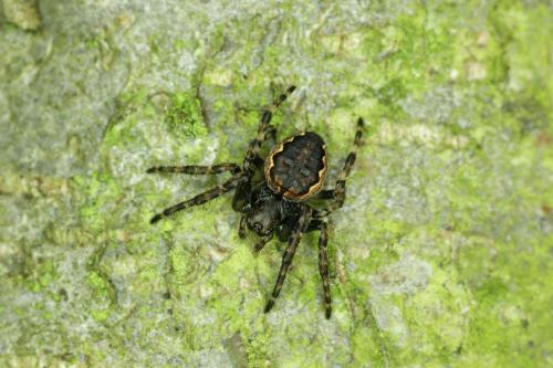 Nuctenea umbratica