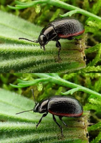 Réf. 128 559 : Chrysolina marginata