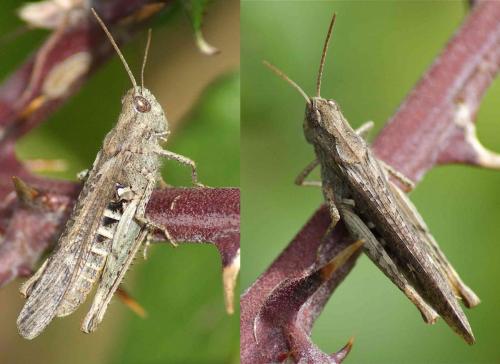 Chorthippus sp.