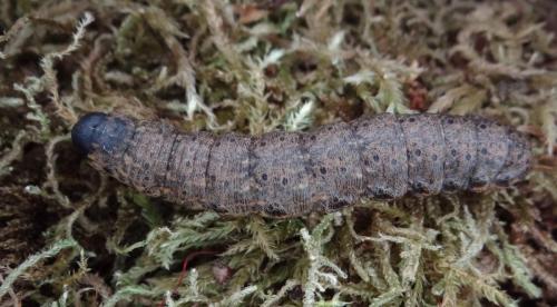 Cucullia umbratica