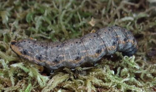 Cucullia umbratica