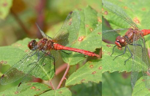 Sympetrum sanguineum