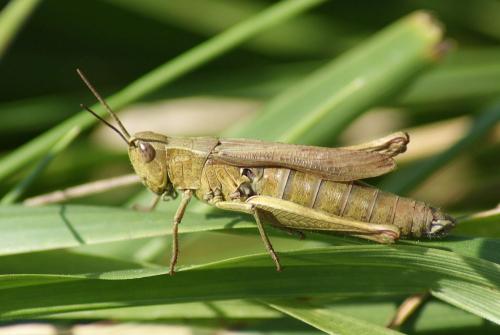 Réf. 128 956 : Chorthippus dorsatus dorsatus