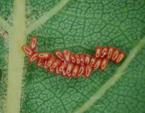 Cilix sp.